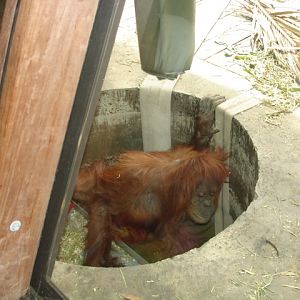 Melbourne's Orang-utan Sanctuary..
