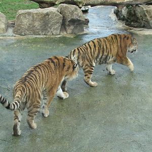 Marwell Zoo March 2007