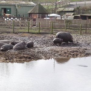 West Midland Safari Park