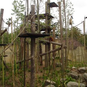 Melbourne's Orang-utan Sanctuary..