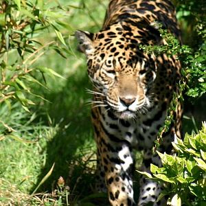 Jaguar -Chester zoo