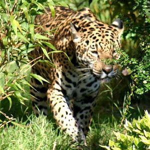 Jaguar-Chester zoo Britain