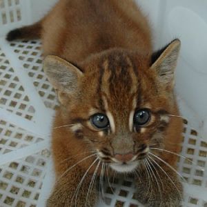 Asiatic Golden Kitten, Night Safari