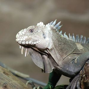 Lesser antilles iguana