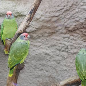 Red tailed amazon parrots