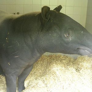 Madge, Malayan Tapir