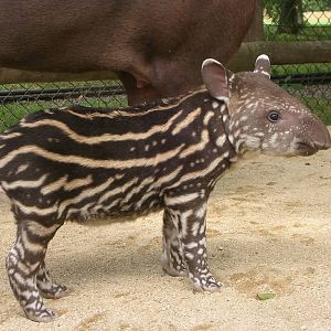 Belita. Baby Brazilian Tapir