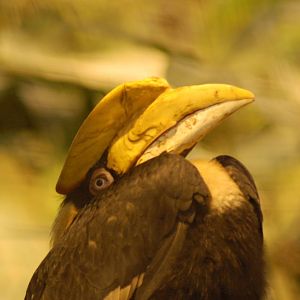 Female great indian hornbill