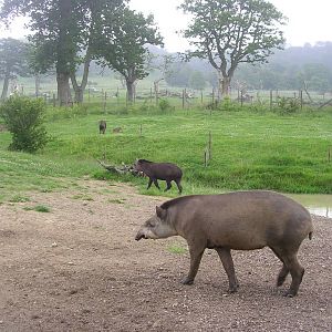 Tapir Family and Enclosure at Longleat
