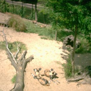 Cotton Terraces London Zoo