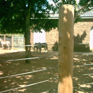 cottonterraces london zoo