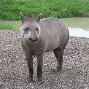 Male Tapir at Longleat Safari Park