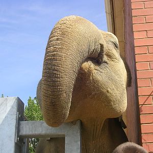 Tonzi: Asian Elephant at Twycross Zoo