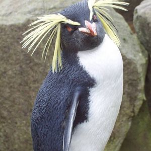 Rockhopper at Edinburgh