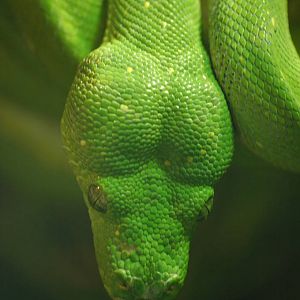 Green Tree Python