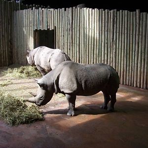 Tsavo Rhino Exhibit