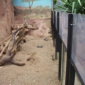 Meerkat Exhibit