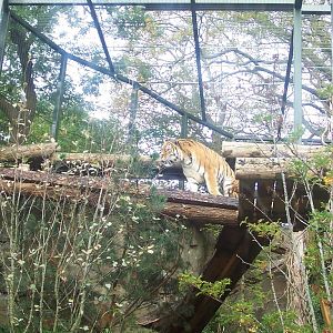 Edinburgh Amur Tiger