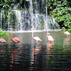 Caribbean Flamingos, Jurong BirdPark