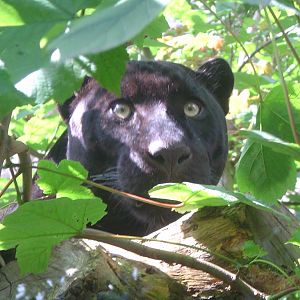 Black Jaguar