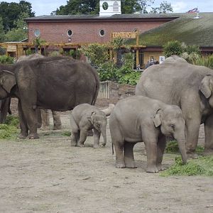 Chester's Elephant herd