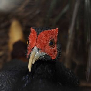 Male malay crestless fireback