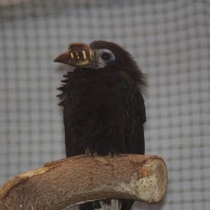 Female Visayan tarictic hornbill