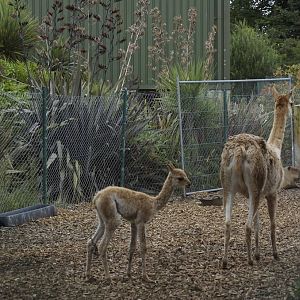 Baby vicuna