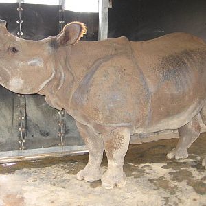 Kua, female Indian Rhino at Taronga Zoo, Sydney