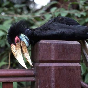 Wreathed hornbill