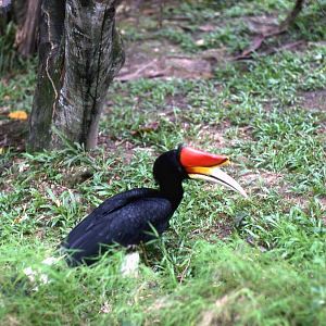 Rhinoceras hornbill