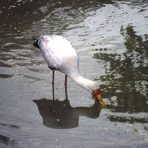 Yellow billed stork