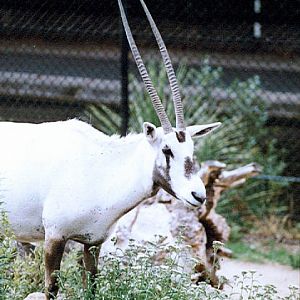 Arabian Oryx