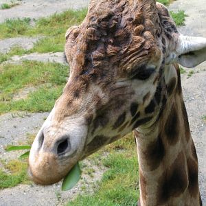 Giraffe at Wellington Zoo