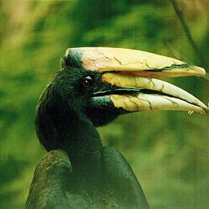 Rhinoceros Hornbill