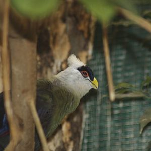 White crested turaco calling
