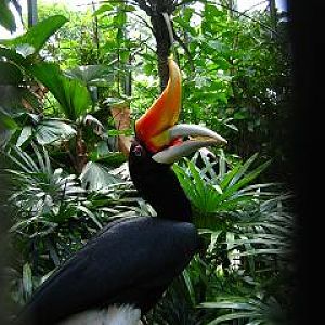 Rhinoceros Hornbill, Jurong BirdPark