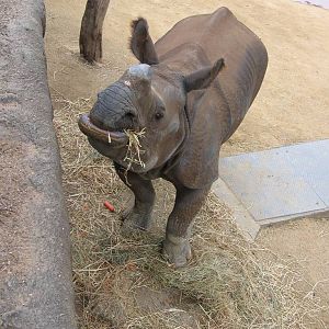 Kua, female Indian Rhino at Taronga Zoo, Sydney