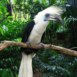 White-crowned Hornbill, Jurong BirdPark