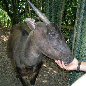 Anoa