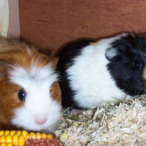 Guinea pigs!!