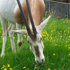 Oryx at Chester zoo