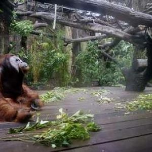 Charlie's new home, Singapore Zoo