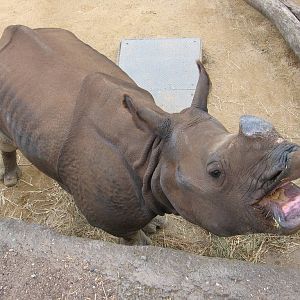 Kua, female Indian Rhino at Taronga Zoo, Sydney