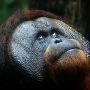 Charlie, Singapore Zoo