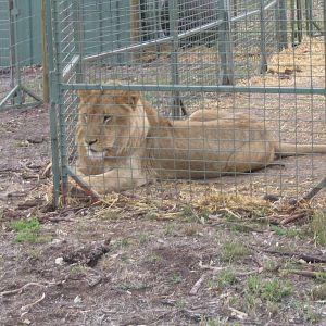 toowoomba zoo - sampson who apperently is a famous lion. He has a hip defor