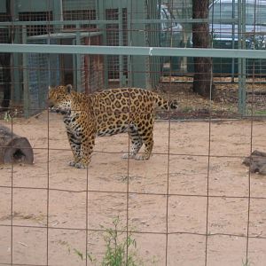 toowoomba zoo - 25 yr old Kera, the blind jaguar