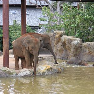 Taronga's new Asian Elephants