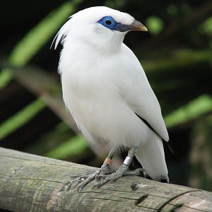 Beale Park, Berkshire