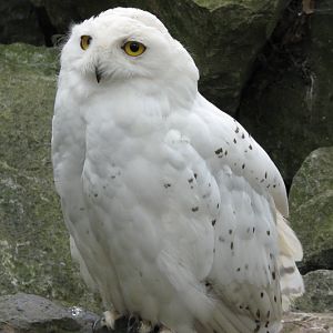 Beale Park, Berkshire